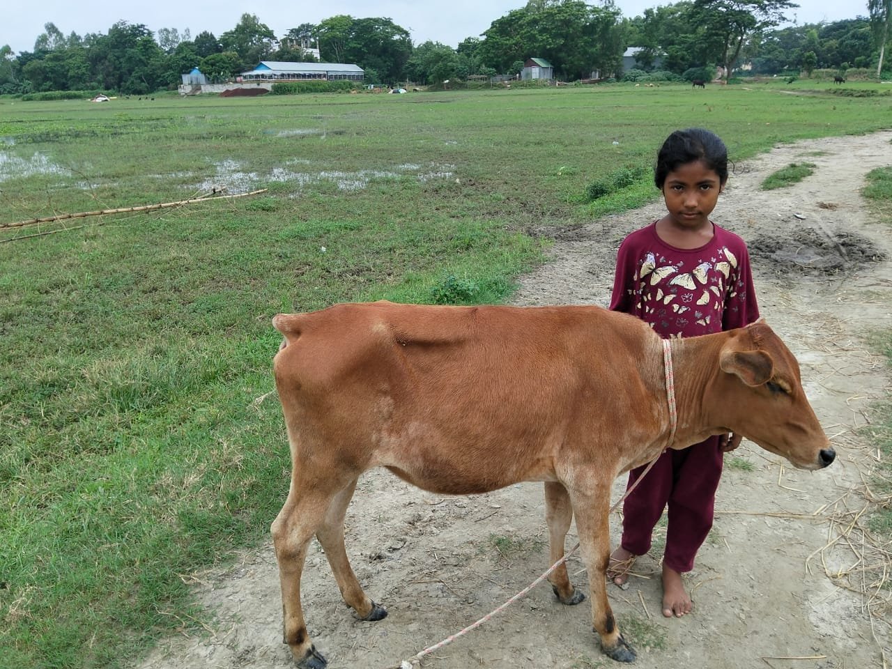 Young girl standing with a brown cow in a green field